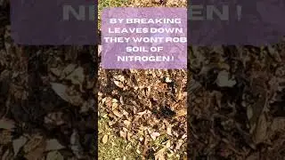 The Darkside of Leaves- why you shouldn't use leaves in your garden #composting
