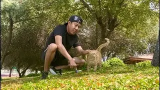 HOW DO I APPROACH STRAY CAT | FEEDING CATS