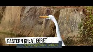 Eastern Great Egret
