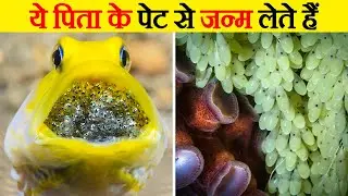 पिता जन्म देता है इन बच्चों को |  Craziest Ways Sea Creatures Give Birth | Sea Creatures
