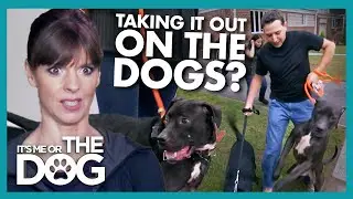 Walk Turns Rough as Owner's Frustration Gets Taken Out on Dogs | It's Me or The Dog