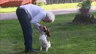 Apporttr&auml;ning F&aring;gelj&auml;garens Spaniel  | Kroppsspr&aring;k & Lugn Attityd | Spaniel Retrieving Training