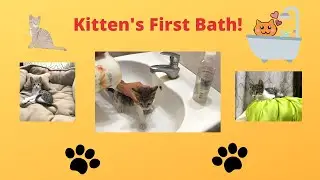 First bath for a stray kitten | Kitten's first bath | PetInfoWorld