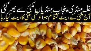 MAIZE PRICE TODAY OKARA MANDI PUNJAB PAKISTAN 15.01.2026