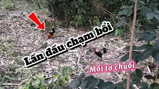 Bảy Gà Rừng. Gà Chuối Tơ Lần Đầu Gặp Bổi Rừng Và Cái Kết....
