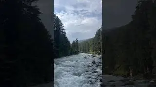 Peace in Every Leaf The Sound of Nature is the Real Therapy #NatureShorts #NatureVibes #Peaceful