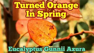 Is My Tree Healthy? Eucalyptus Leaves Turning Orange, Falling In Spring, Eucalyptus Gunnii Azura