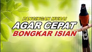 Pancingan Murai Batu Gacor Full Isian Tembakan Kasar Bikin Murai Bongkar Isian