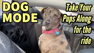 Tesla Dog Mode - Take Your Pups Along for the Ride