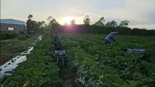 COLHEITA DO DIA: A alegria de ver o sítio produzindo muita Fartura de Abobrinha Italiana 🎉