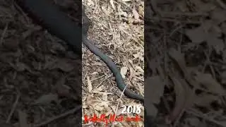 Redbelly- spotted this walking home