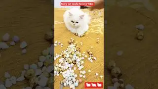 Funny cat Reverse Video Compilation #cat #catshorts #reversevideos #sound #asmr