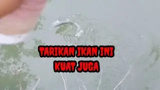 Paser mania&radic;Tarikan ikan ini bagaikan jet tempur🤣