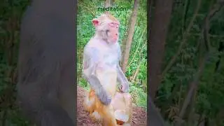 Monkey🐒 in Meditation🧘on Hillside🌲⛰️😆  #monkey #meditation #animals #nature