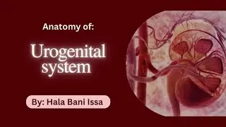 Lecture 7 - Histology Of The Female Reproductive System : Anatomy (UGS)