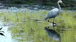 Цапля в заповеднике Sandy Bottom (Newport News, Вирджиния, США)