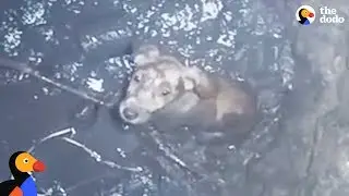 Crying Puppy Trapped in Deep Well Rescued | The Dodo