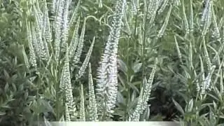 Veronicastrum virginicum Culver's Root