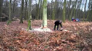 Abattages d'arbres