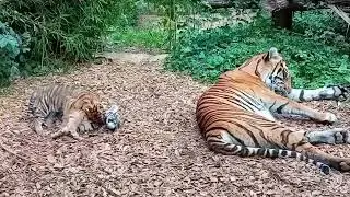 Tiger im Zoo Heidelberg Part 2