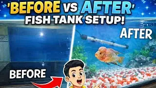 &ldquo;Mumbra Fish Tank Setup 🐠 Heater, Filter & Floran Fish Full Aquarium Tour | Fish Tank in Mumbai