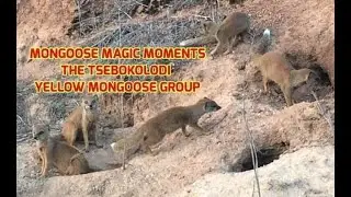WALK WITH WILDLIFE with me friends! MONGOOSE MAGIC MOMENTS ☆ THE MEERKAT MAN ☆ THE MONGOOSE MAN
