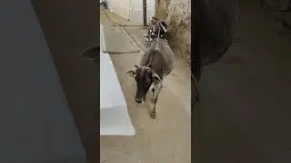 meri gaiya aati hai mujhko doodh pilati #merigaiya #cow #cowvideo #cowlevel #wownocow #cowfeed
