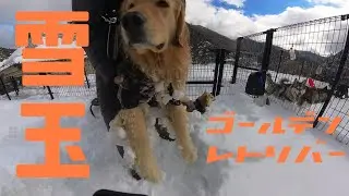 ゴールデンレトリバーのトリミングを怠るとこうなります