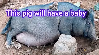 The pig will be delivered shortly ।। This pig will have a baby.।