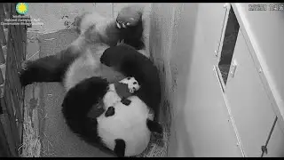 2020-09-27 Mei Xiang, what are you doing with Cubbie?