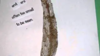 Slowmation Leaf Decay