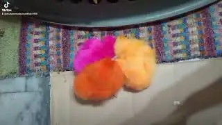 28 December 2024 chicks of hens #newbornchicks #chicks