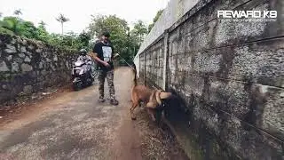 Multi Purpose Detection Dog | Belgian Malinois | Trained by Reward K9