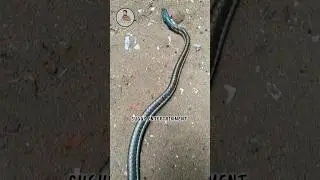 komberi mookan snake (கொம்பேறி மூக்கன் பாம்பு) non poisonous snake #snake #shorts #trending #reels