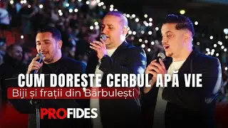 Cum doreste cerbul apa vie | Live Biji si frații din Bărbulești | Trezirea Națiunii