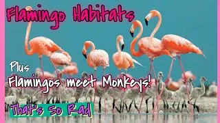Flamingos visit the Monkeys AND Flamingo Habitats! | That's So Rad