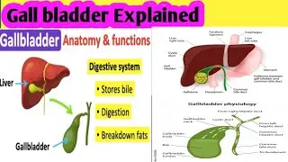 Gall Bladder Explained | Functions, Problems & Role in Digestion
