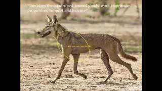 WILDLIFE TRACKING - Identifying Animal Gaits