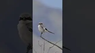 The Songbird That Thinks Its a Raptor #birds #wildlife #nature #birding #wildlifephotography