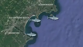 What's the deal with sharks in Maine? Marine experts help provide answers