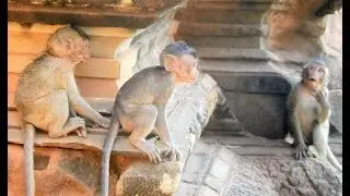 Update baby monkey in AMRI troop | baby Jilla baby Delena baby Mia they are close friend