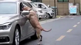 This dog picked up the trash and threw it back into a car, reminding us not to litter.