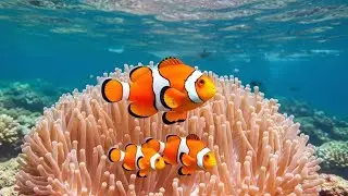 The Ultimate 4K Aquarium Experience 🌊| Mesmerizing Jellyfish, Colorful Corals & Rare Ocean Creatures