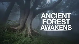 The Forest That Remembered: A Tale of Forgotten Gods
