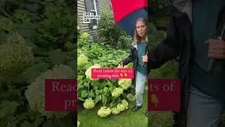 How To Prune Annabelle Hydrangeas So They Don't Flop
