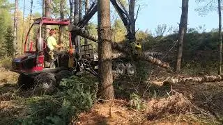 Alstor 822 in Fir Thinning