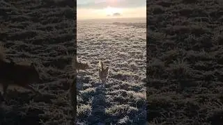 #mountain #winter #snow #forest #hiking #dogsplaying #funnydogs #cutedogs #dog #december #christmas