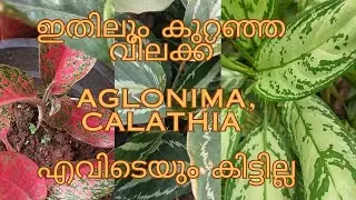 Aglonima, calathia കുറഞ്ഞ വിലക്ക് /DM:9747282526