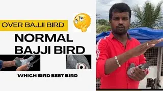 Which pigeon best ? Over baaji or normal baaji #petsworld #giribaz #puravideo #paariwalavideo