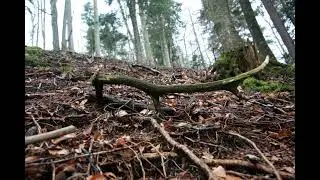 Shed hunting 2019, Slovenija